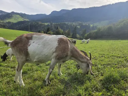 Anglo-Nubier-Ziege