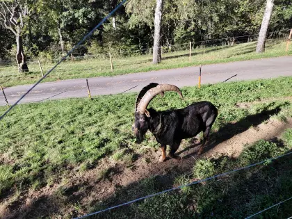 Aosta-Bock zu verkaufen
