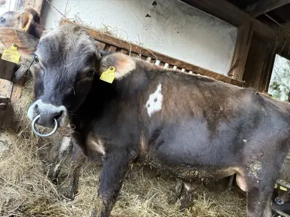 Verkaufe Jersey-Stier