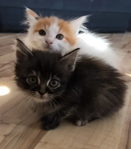 Knutschkugeln der besonderen Art, Kitten, Katze, Kater