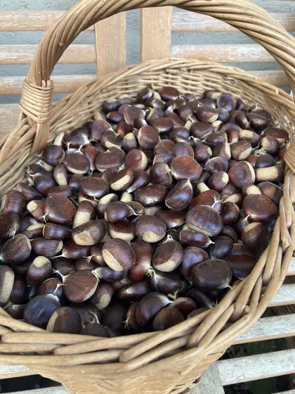 Frische Edelkastanien