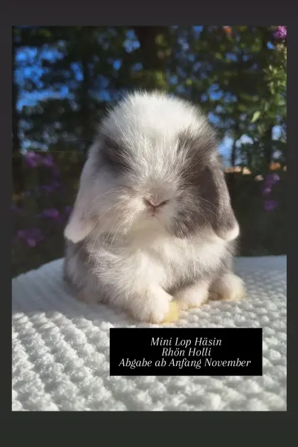 100 % reinrassige Mini Lop Babys, echte englische Minilops