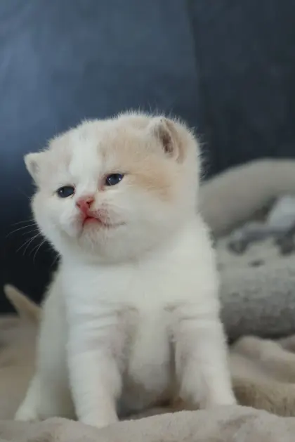 Katzenbabys, Kitten, BKH