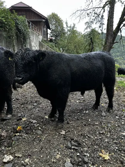 Bio-Gallowaystier