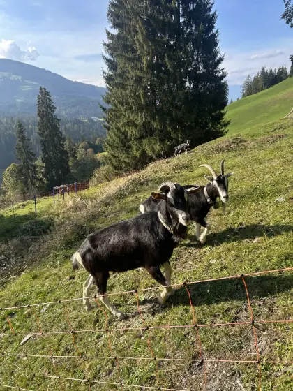 Bündner Strahlenziegenbock