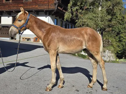 Noel-Ri, Haflinger Hengst