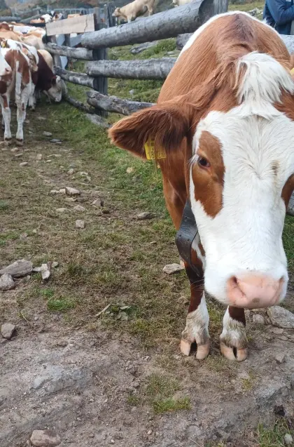 Suche Landwirtschaft zur Weiterführung oder Pacht