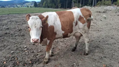 Verkaufe Bio-Jungkuh
