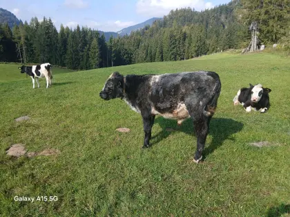 WB Kreuzungsstier Bio