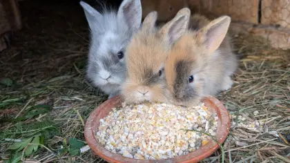 Junge Löwenkopf-Zwergkaninchen