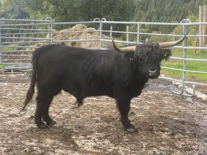 Verk. handzahmen Hochlandrindstier, Bio