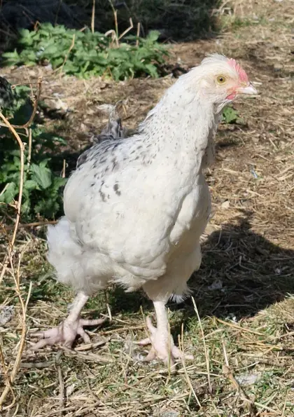 Hähnchen (Altsteirer-Faverolles France-Mix)