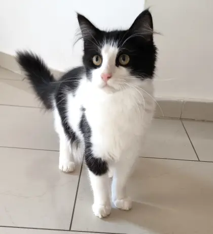 Kuschelkatzen-Mixe