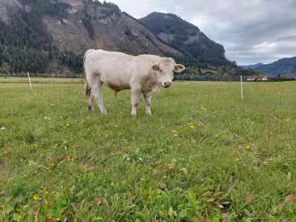 Charolais-Jungstier!