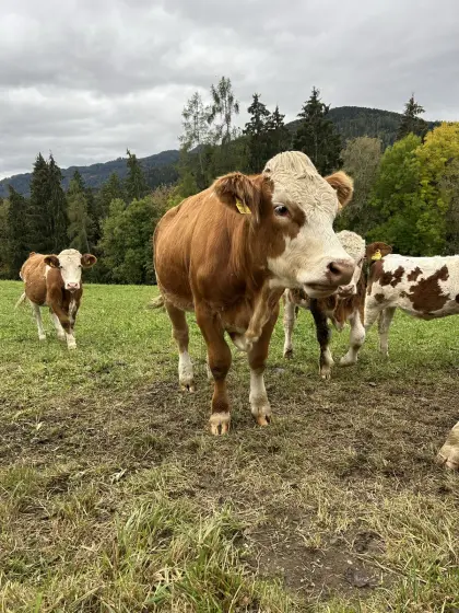Fleckvieh-Kalbinnen zu verkaufen