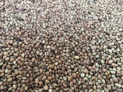 Verkaufe Bio-Ackerbohne
