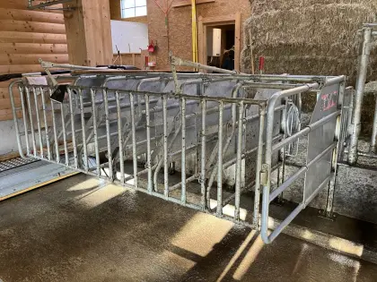 Kälberaufstallung