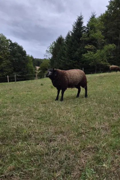 Junger Blauer Texel (Blauwe Texelaar) Bock zu verkaufen