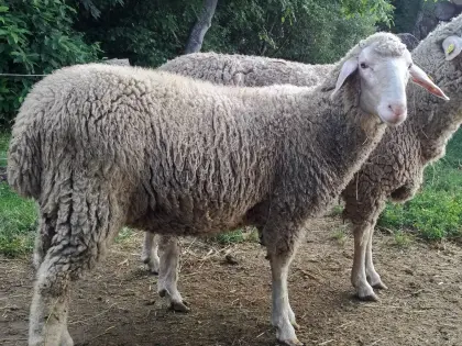 Verkaufe Merino-Jungschafe