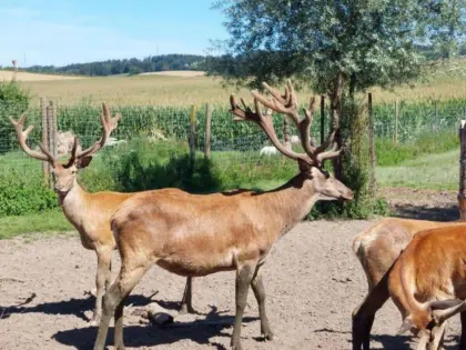 Rotwild, Hirsche, Wild
