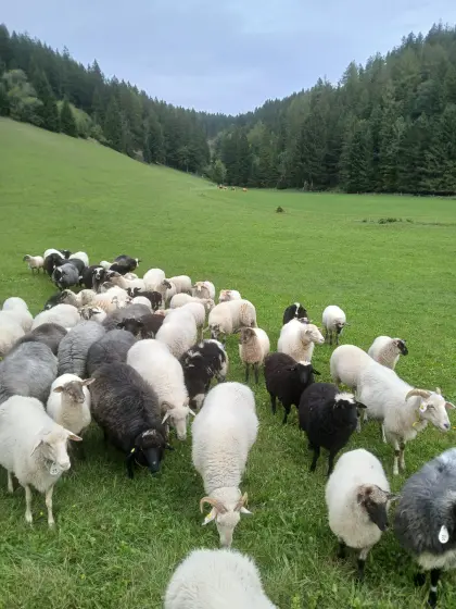 Schöne Weidelämmer