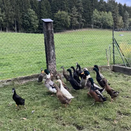 Laufenten, Schneckenfresser, Enten