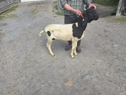 Verkaufe Kugelscheckenwidder