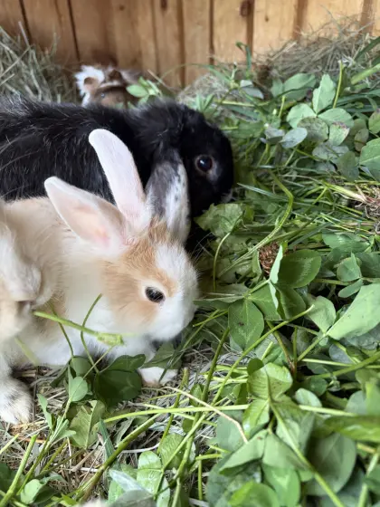 Zwerg Löwenkopfkaninchen