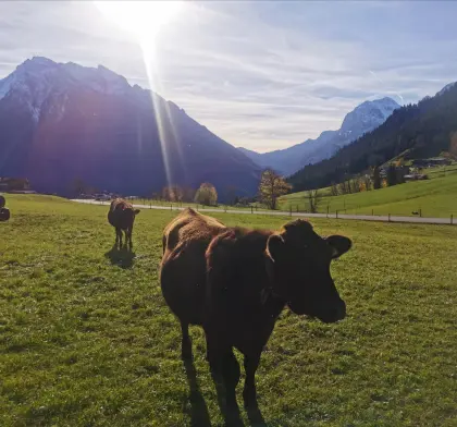 Wagyu-Kälber und Kalbinnen