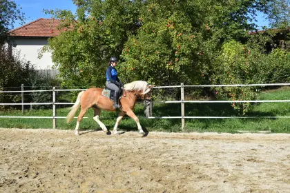 Lieber Haflinger Wallach Westwind „Winnie“