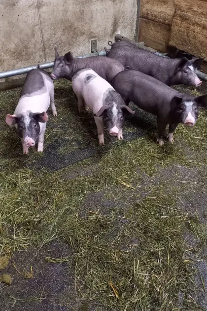 Ferkel zu verkaufen