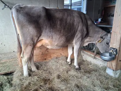 Brown Swiss Erstmelkkuh