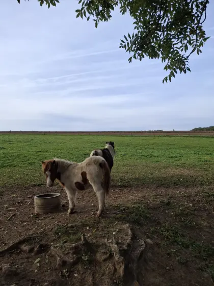 Mini-Shetlandfohlen