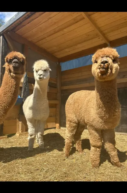 Alpakas