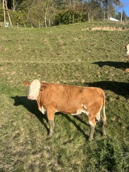 Trächtige Fleckviehkalbin