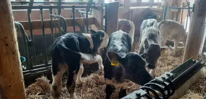 Kreuzungskälber aus Bio