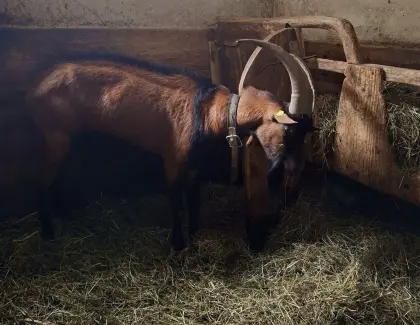 GGZ-Ziegenbock
