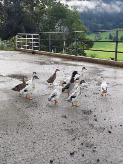 Enten