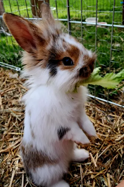 8 Wochen alte Kaninchen zu verkaufen!