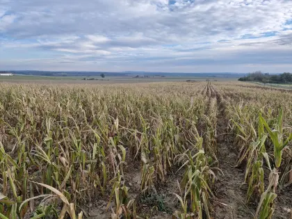 Bio-Mais ab Feld