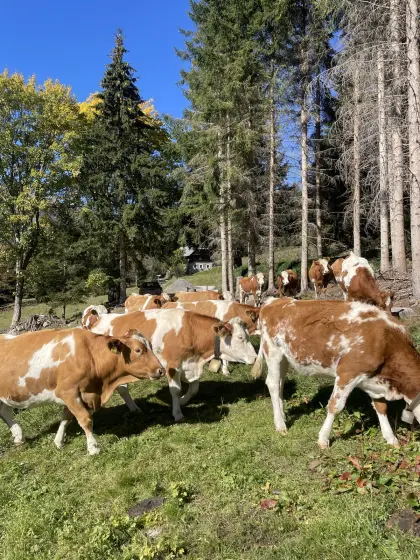 Trächtige BIO Fleckviehkalbinnen