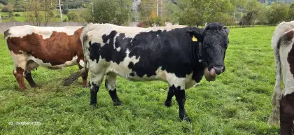 Schwarze Pinzgauer Kalbin