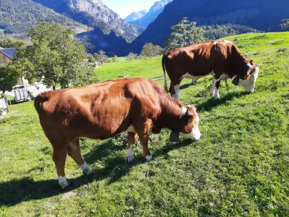 Reinrassige Fleckvieh-Kalbinnen