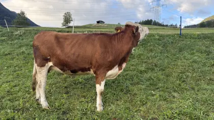 Verkaufe Kalbin
