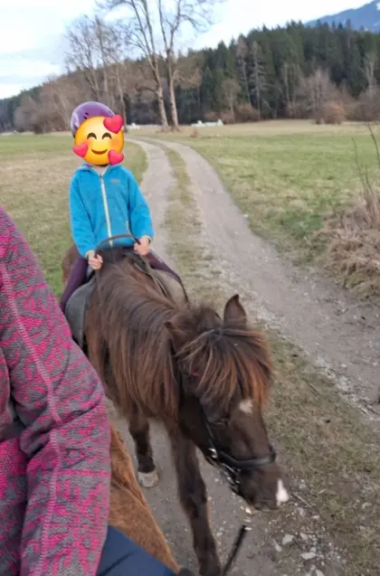 20 j. Isländer Stute, lieb und unerschrocken