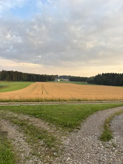 Futterweizen