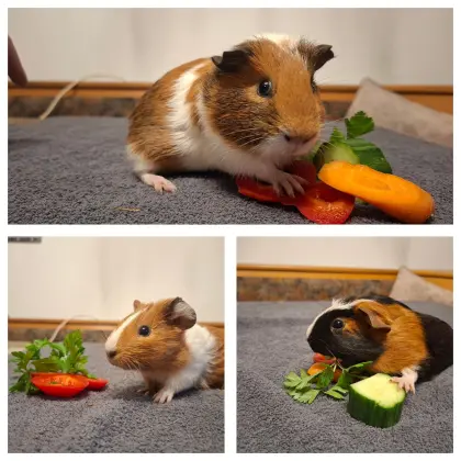 Meerschweinchen