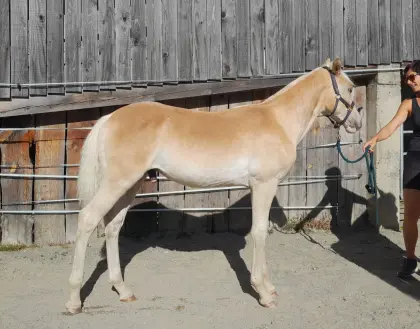 Haflinger Hengstfohlen