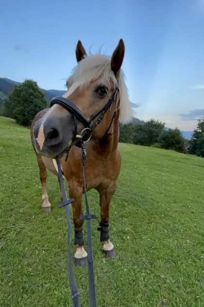 Haflinger Stute