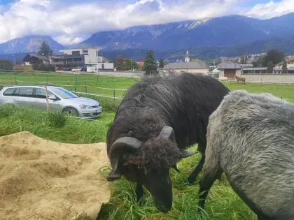 HB Steinschaf-Widder